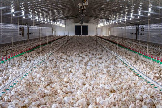 Flock of chickens