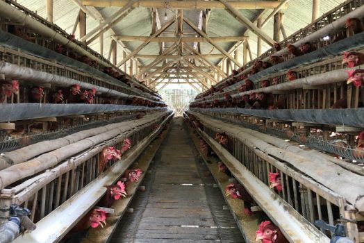 Organized chicken farm interior with hens